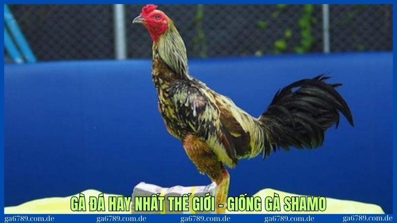 Gà đá hay nhất thế giới - Loại gà được mệnh danh tuyệt đỉnh 2 3 giống gà được xem là đá hay nhất thế giới người chơi nên lựa chọn - Giống Shamo