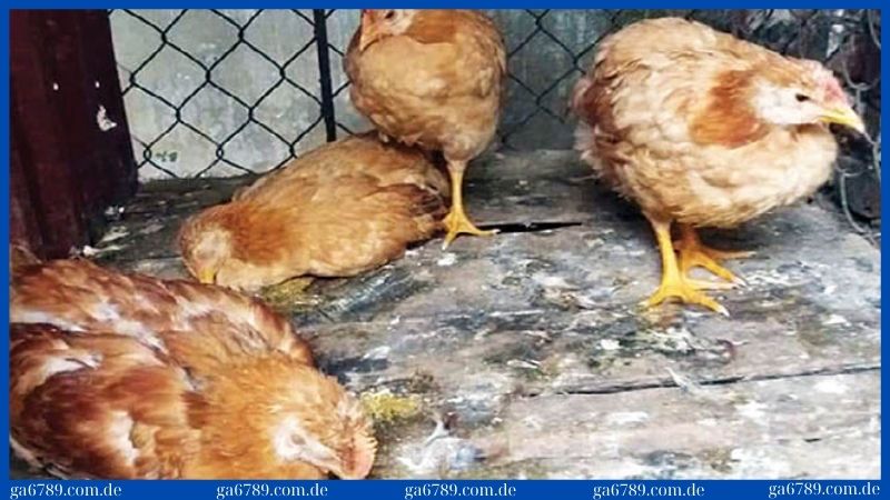 Tìm hiểu bệnh thương hàn gà là gì