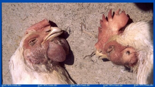 bieu hien benh tu huyet trung o ga