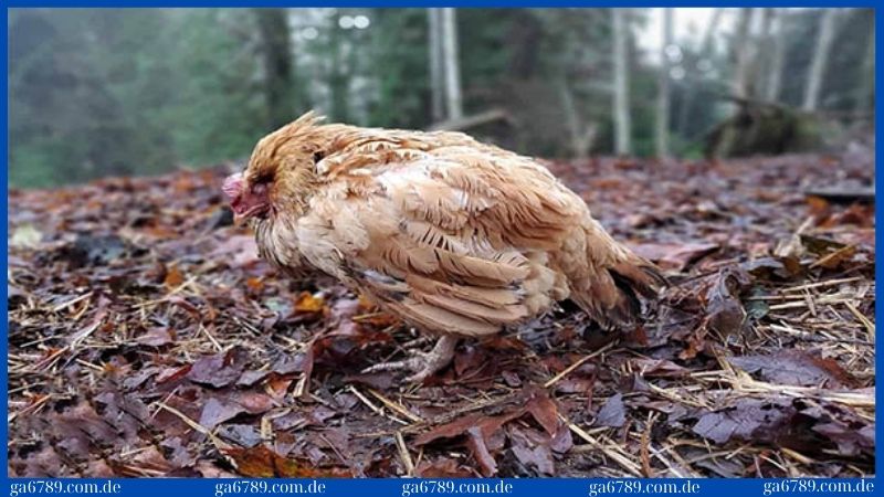 Các bệnh thường gặp ở gà: 6 loại bệnh phổ biến 2025 1 Cách phòng trị khi gà mắc phải bệnh cầu trùng