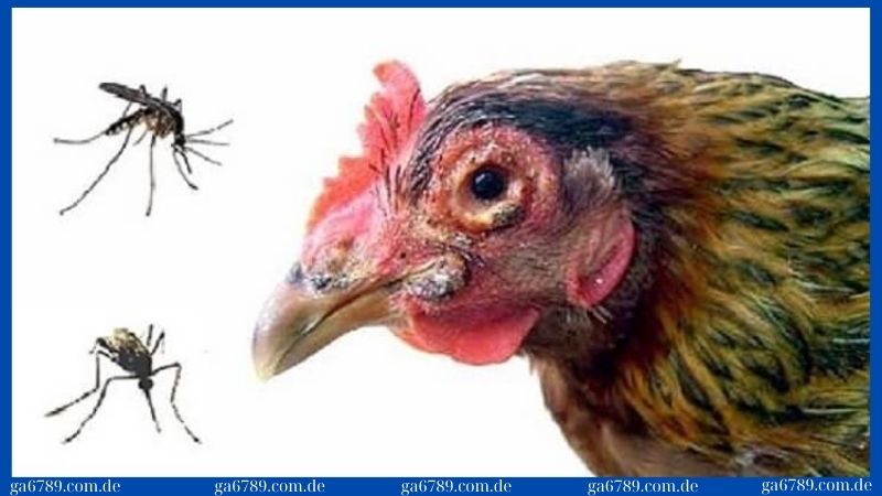 Các bệnh thường gặp ở gà: 6 loại bệnh phổ biến 2025 2 Triệu chứng căn bệnh đậu gà thường gặp hiện nay