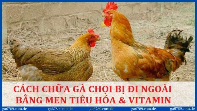 Chữa gà chọi bị đi ngoài bằng men tiêu hóa và vitamin