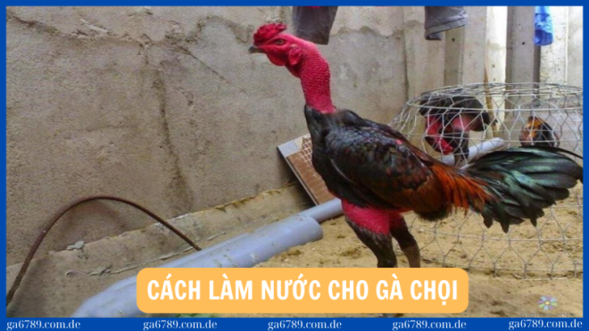 cach lam nuoc cho ga choi
