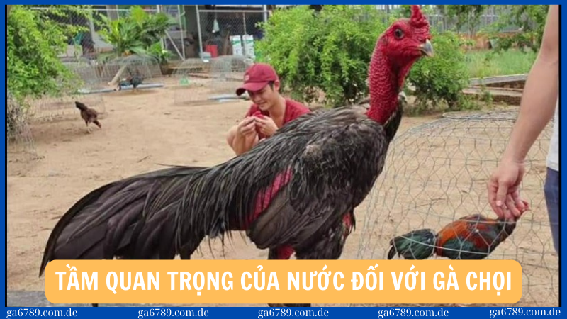 Cách làm nước cho gà chọi đúng kỹ thuật cho chiến kê 1 Tầm quan trọng của nước đối với gà chọi