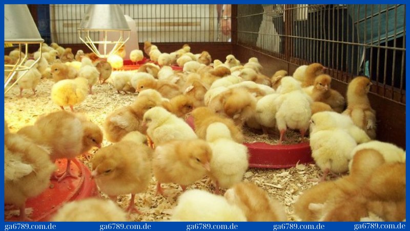 Giữ vệ sinh chuồng trại sạch sẽ để phòng bệnh hiệu quả