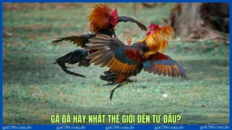Gà đá hay nhất thế giới - Loại gà được mệnh danh tuyệt đỉnh 1 Tìm xuất xứ nơi có những loại gà đánh hay nhất thế giới hiện nay