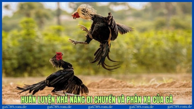 Gà đá hay nhất thế giới - Loại gà được mệnh danh tuyệt đỉnh 3 Huấn luyện để gà đá hay nhất thế giới