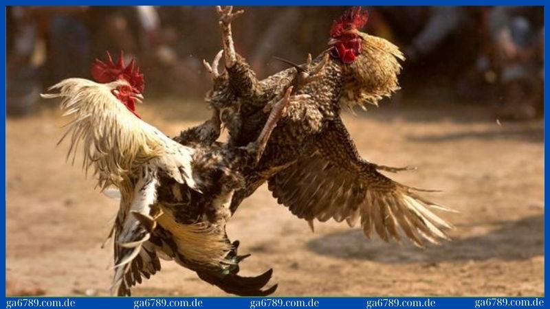 Cách lai gà đá cựa để có sức tấn công mạnh