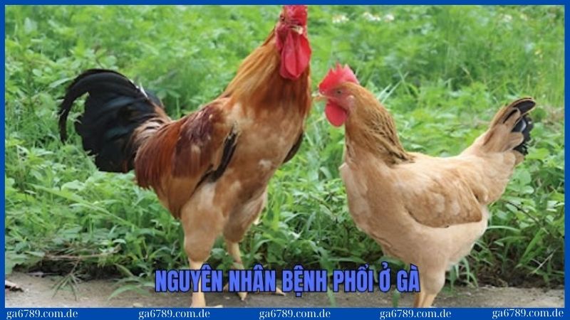 3 nguyên nhân chính dẫn đến việc gây bệnh phổi ở gà