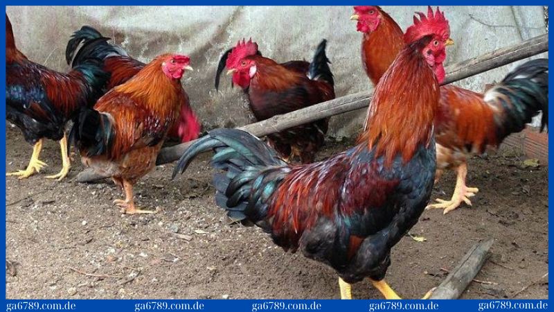 Nguyên nhân khiến gà bị chướng diều do thức ăn gây ra