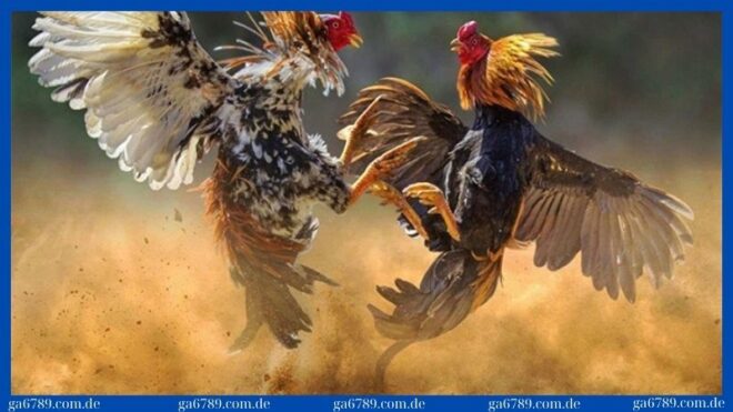 trai ga cao lanh da ga