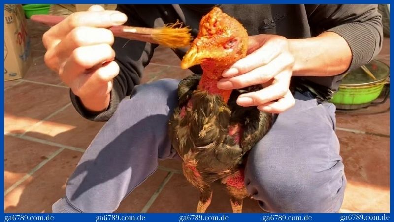 Tẩm nghệ cho gà để cơ thể rắn chắc hơn